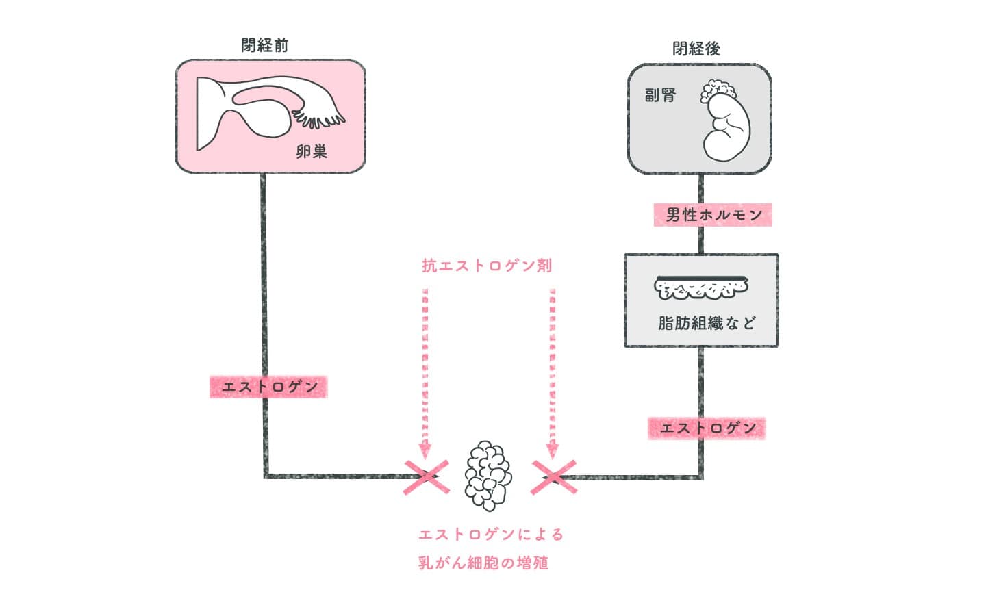 抗エストロゲン剤 | 再発予防のための術後ホルモン療法 | ホルモン受容体陽性乳がん | 乳がん.jp